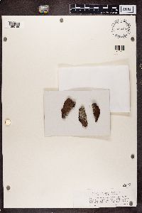 Mycoblastus sanguinarius image