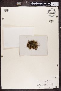 Pannaria conoplea image