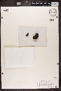 Protopannaria pezizoides image