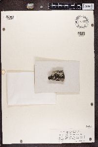 Phaeophyscia orbicularis image