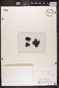 Physconia muscigena image