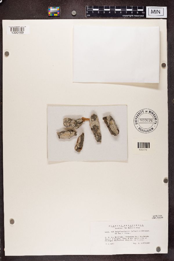 Polyblastiopsis fallaciosa image