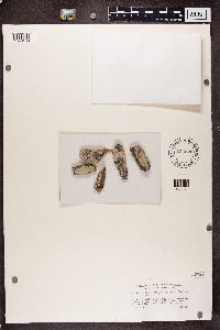 Media resource of Polyblastiopsis fallaciosa