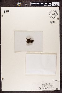 Psora globifera image