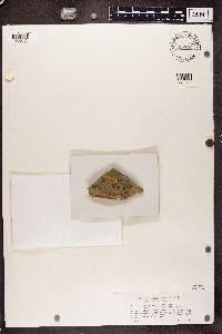 Rinodina gennarii image