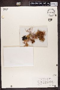 Usnea rubicunda image