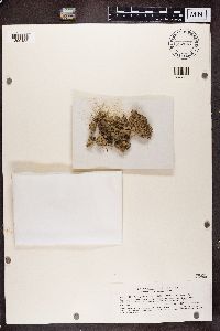 Baeomyces rufus image