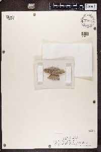 Calicium adspersum image