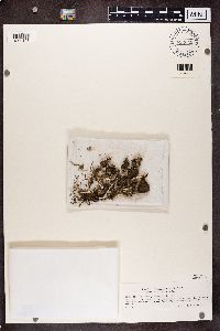 Cladonia fimbriata image