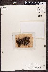 Cetraria aculeata image