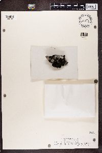 Collema cristatum image