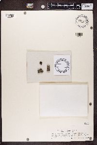 Hyperphyscia adglutinata image