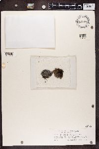 Lasallia brigantium var. hispanica image