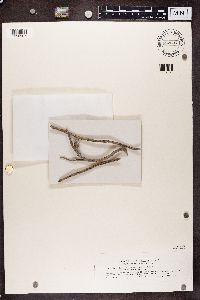 Lecania dubitans image