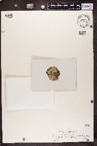 Lecanora carpinea image