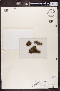 Nephroma parile image