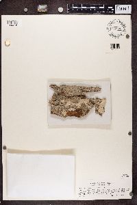 Alyxoria varia image