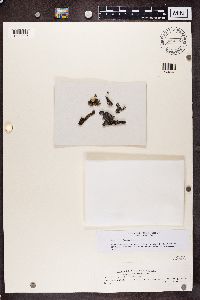 Melanohalea infumata image