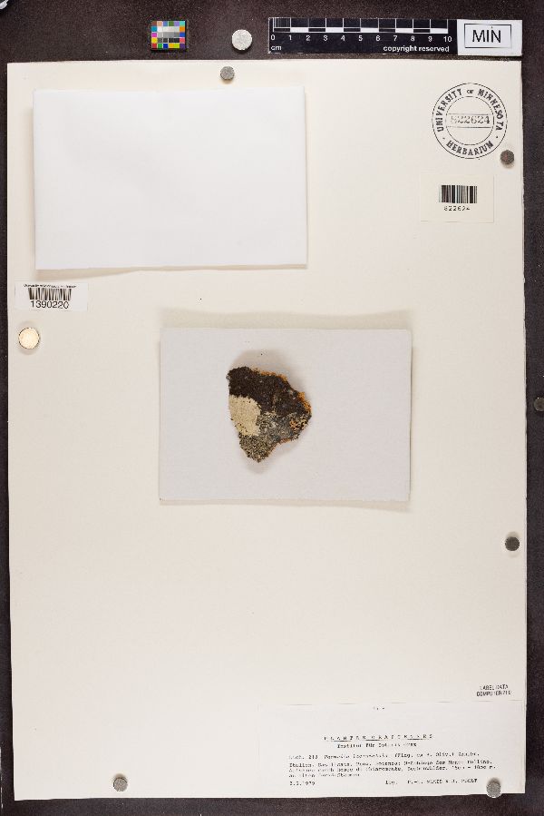 Melanohalea laciniatula image