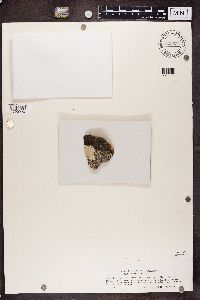 Media resource of Physcia laciniatula