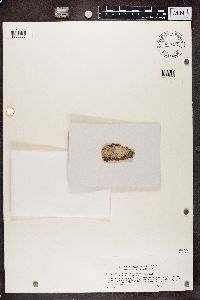 Pertusaria carneopallida image
