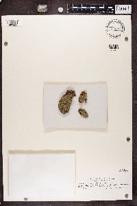 Pertusaria pertusa image