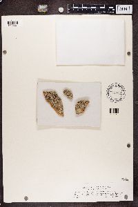 Physcia tenella image