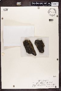 Rhizocarpon disporum image