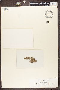 Bacidia arceutina image