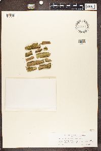 Biatoridium monasteriense image