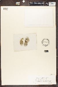 Buellia epigaea image