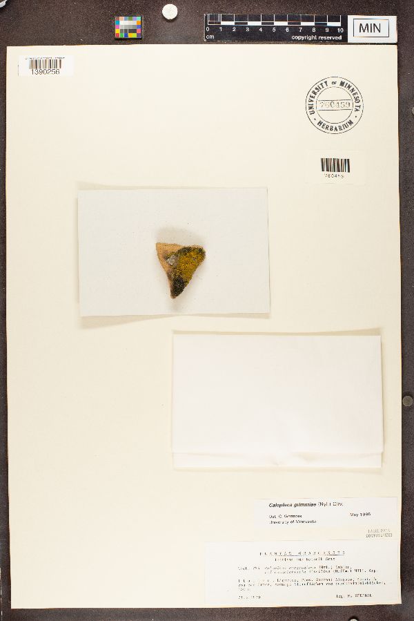 Caloplaca congrediens image