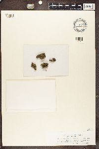 Candelariella xanthostigma image