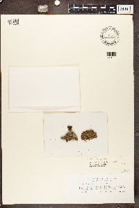 Biatora vernalis image