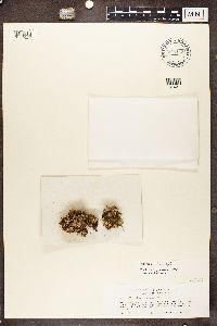 Peltigera didactyla image