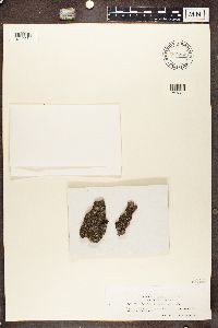 Phaeophyscia orbicularis image