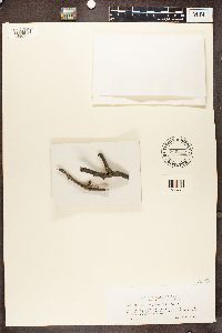 Rinodina pyrina image