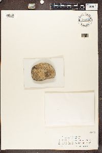 Acarospora smaragdula image