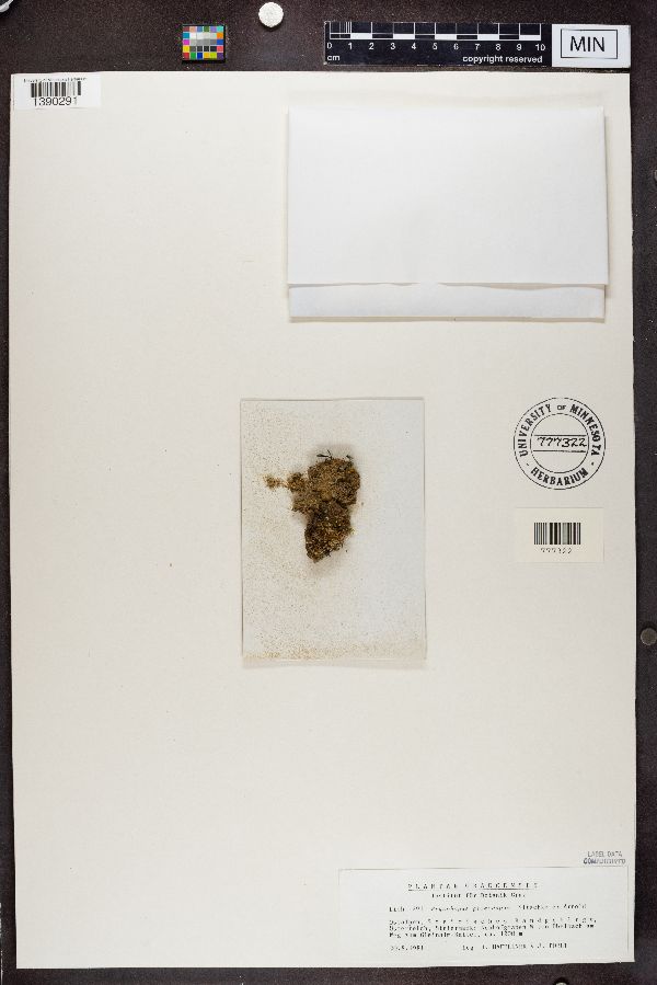 Bryophagus gloeocapsa image