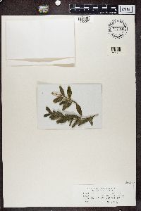 Byssoloma leucoblepharum image