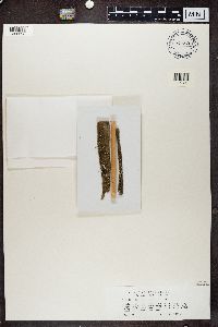 Calicium trabinellum image