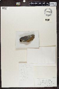 Gyalolechia flavovirescens image