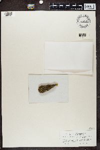 Media resource of Candelariella aurella