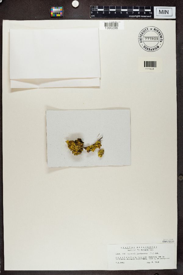 Vulpicida juniperinus image