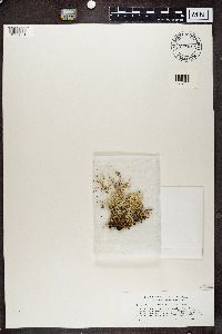 Cladonia uncialis image