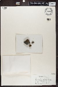 Thumbnail image of current specimen