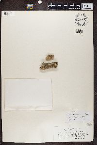 Lecanactis abietina image