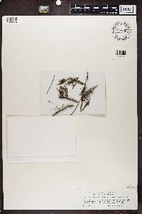 Micarea nitschkeana image