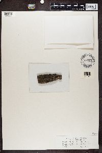 Phaeophyscia nigricans image