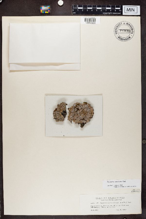 Physconia pulverulenta image